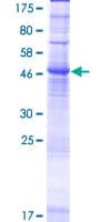 Human ORAI2 Protein (Recombinant GST)