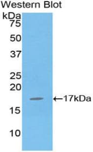 IL16 Antibody (aa1203-1332, Cy3)