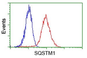 SQSTM1 Antibody (clone OTI4C8)