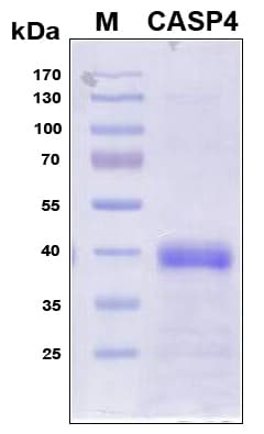 Human CASP4 / Caspase 4 Protein (Recombinant 6His, N-terminus)