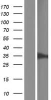 CMSS1 Protein (Over-Expression Lysate Myc-DDK (Flag))