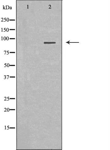 MALT1 Antibody
