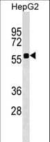 SSC4D / SRCRB4D Antibody (aa165-191)
