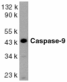 Polyclonal Rabbit anti-Human CASP9 / Caspase 9 Antibody (aa299-318, WB)