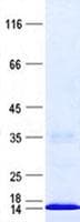 Human BEX5 Protein (Recombinant His, N-Terminal)