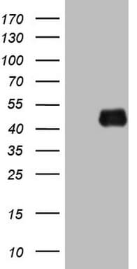 KLF2 Antibody (clone OTI2C8, Carrier-free)