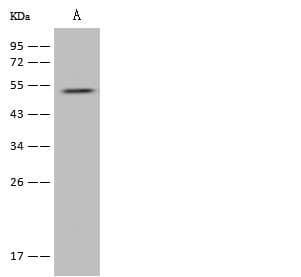 ADRA2B Antibody