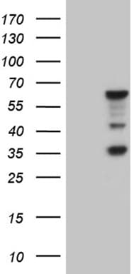 MNS1 Antibody (clone OTI3E1, Carrier-free)