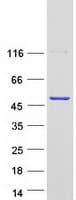 Human CYTH3 / GRP1 Protein (Recombinant Myc-DDK (Flag))