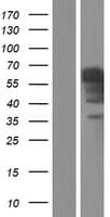 IA-6 / INSM2 Protein (Over-Expression Lysate Myc-DDK (Flag))