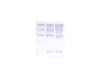 NID1 / Entactin / Nidogen-1 Antibody (clone JF4)