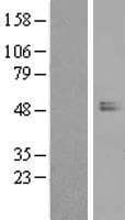 WIPI2 Protein (Over-Expression Lysate Myc-DDK (Flag))