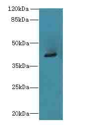 ACTG2 Antibody