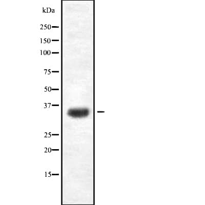 OR4K2 Antibody
