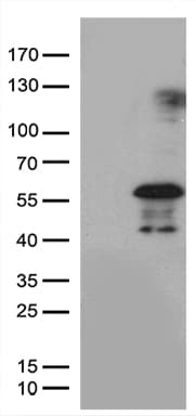PHLDA1 Antibody (aa183-401, clone OTI4G2)