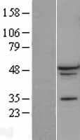 RBFOX1 / A2BP1 Protein (Over-Expression Lysate Myc-DDK (Flag))