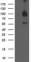 PSMD2 Antibody (clone OTI1D1)
