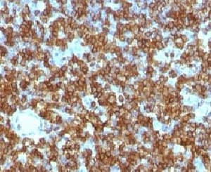 CD45RA Antibody (clone PTPRC/1131)