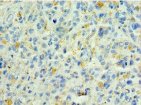 SHC4 Antibody (aa1-185)