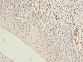 HIST1H3A Antibody