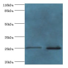 TESC Antibody (aa2-214, HRP)