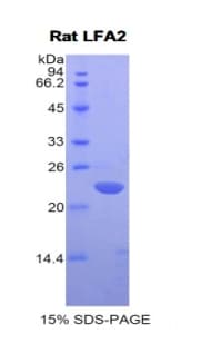 Rat CD2 Protein (Recombinant His)