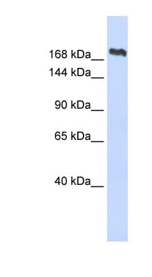 SMC2 Antibody (aa396-445)