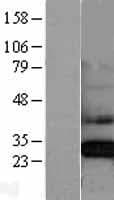 CLIC4 Protein (Over-Expression Lysate Myc-DDK (Flag))