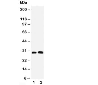 Polyclonal Rabbit anti-Mouse AQP5 / Aquaporin 5 Antibody (aa246-265, IHC, WB)