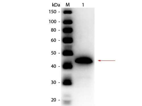 Polyclonal Rabbit anti-Yeast ADH / Alcohol Dehydrogenase Antibody (Lyophilized, HRP, IHC, WB)