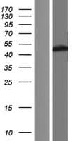 FECH / Ferrochelatase Protein (Over-Expression Lysate Myc-DDK (Flag))