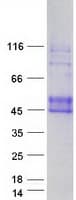 Human EFNB1 / Ephrin B1 Protein (Recombinant Myc-DDK (Flag))