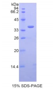 Mouse BLC / CXCL13 Protein (Recombinant His-GST)
