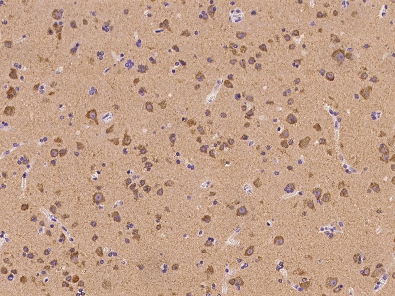 LRRC56 Antibody