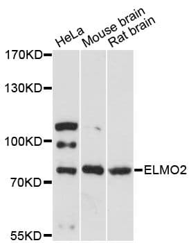 ELMO2 Antibody