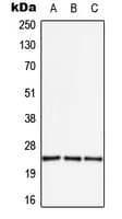Polyclonal Rabbit anti-Human APOBEC3A Antibody (Internal, WB)