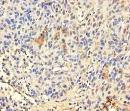 TCEANC2 Antibody (aa1-208)