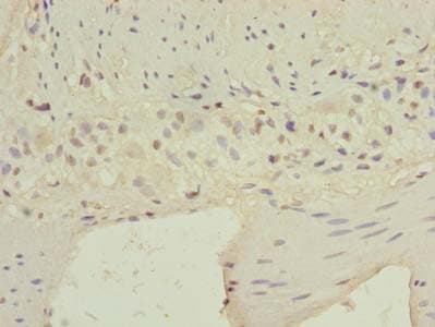 C9orf89 Antibody