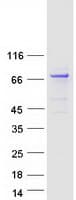 Human KLHL17 Protein (Recombinant Myc-DDK (Flag))