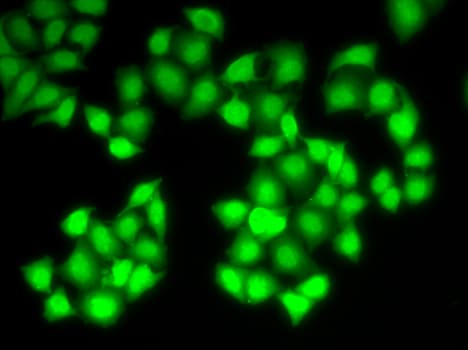 Polyclonal Rabbit anti-Human DNASE1 / DNase I Antibody (IF, WB)