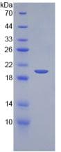 Mouse KITLG / SCF Protein (Recombinant His)
