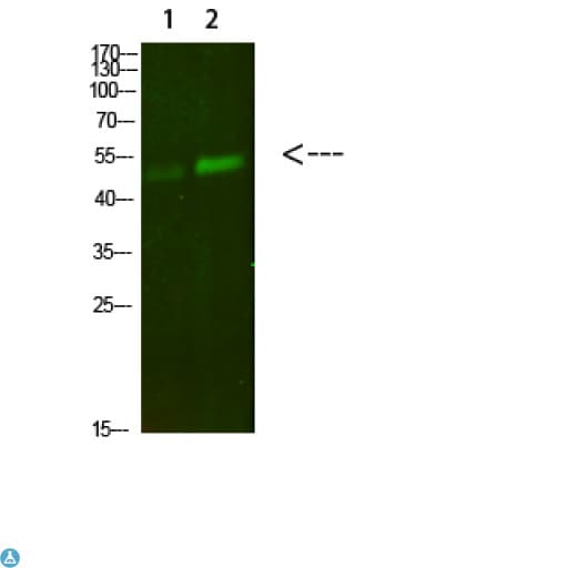 NAMPT / Visfatin Antibody