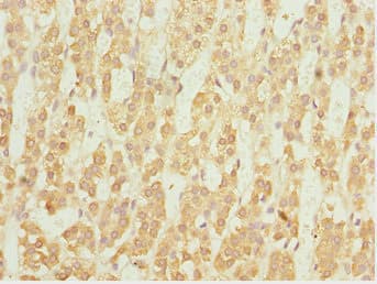 NFIL3 Antibody