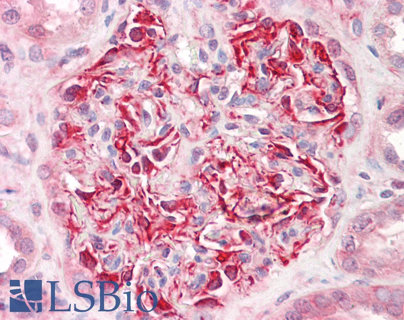 IHC-plus™ PTP1B Antibody (aa16-65)