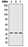 HTR1D / 5-HT1D Receptor Antibody (Internal)