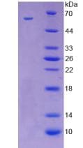 Mouse CD300LF / CD300f Protein (Recombinant His-GST)