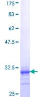 Human ADRA1A Protein (Recombinant GST, N-terminus)