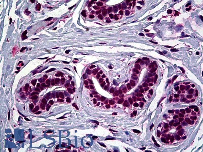 PathPlus™ FOXA2 Antibody (clone 1C7)
