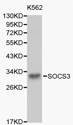 SOCS3 Antibody
