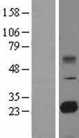 TMED9 Protein (Over-Expression Lysate Myc-DDK (Flag))